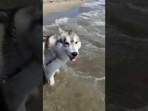 Video: Top 12 spiagge per cani