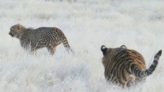 5 cheetahs challenge the tiger in Africa