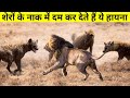 Lions और Hyenaas के बीच के युद्ध कि कहानी । The True Story Of Lions । @FactLimited