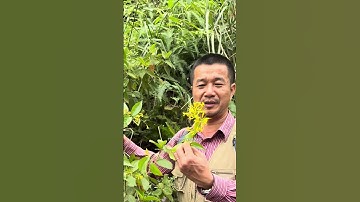 Lá ngón – "Tử thần" ẩn mình trong thiên nhiên, độc tính cao đe dọa tính mạng #thaoduoc #suckhoe