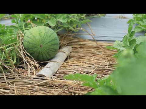 Video: Berkebun 