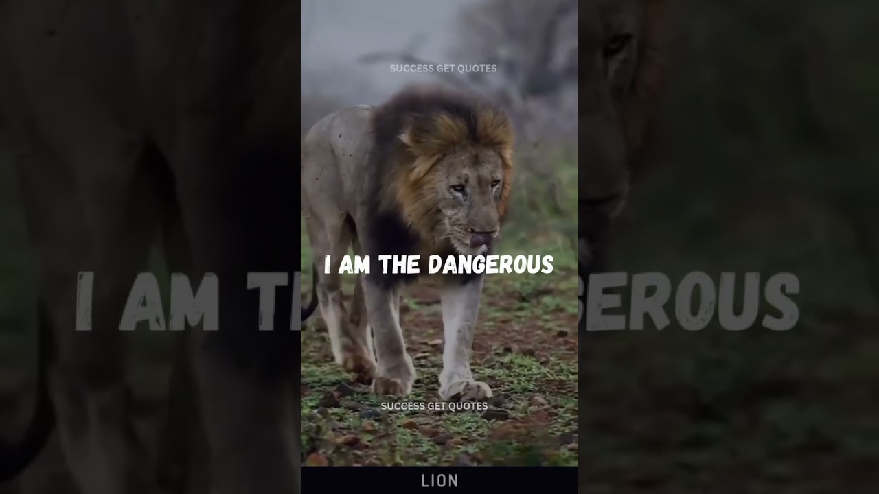 Sigma rule ??| Lion attitude quotes ? Lion status video ? #quotes #lion #shorts