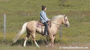 A Lil Expensive - trail riding 2! - ValleyViewRanch.net