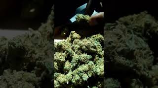 Frost Boss 420 Marijuana