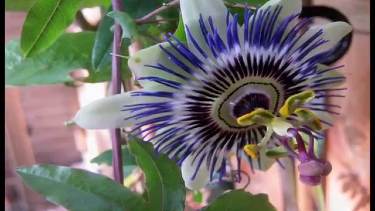 Passion Flower YouTube