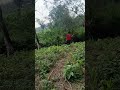 Pejuang Jaringan Di Pelosok Jalur Menembus Kebun Karet
