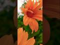 beautiful nature flowers #homegardening#nature#flowers#youtubeshorts#trendingshorts #shorts#explore