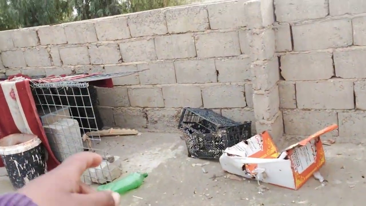 خوان عذروني بعت الحمام ماضالي واهس اجيب زواجل