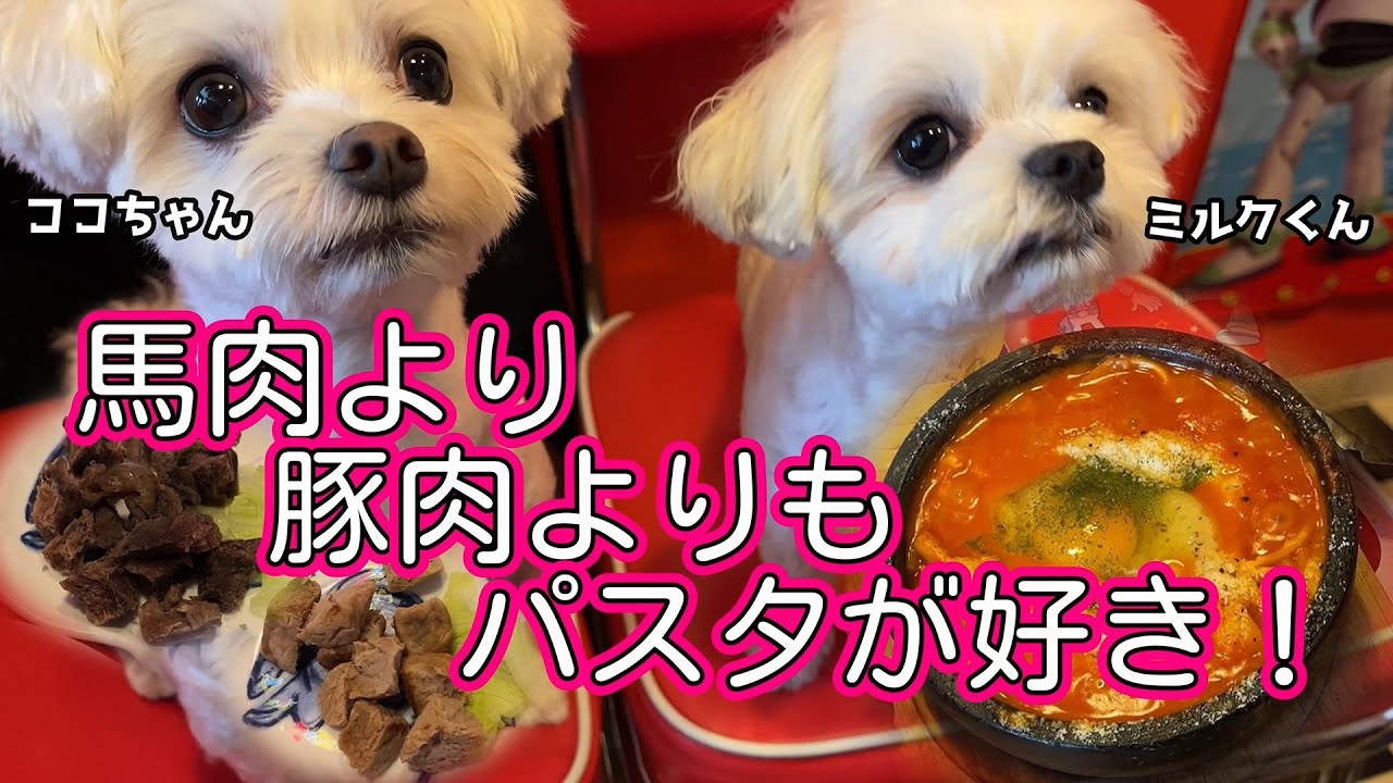 馬肉より豚肉よりもパスタが好き！★ココちゃん・ミルクくん★[マルチーズ]　#子犬 #パスタ #maltese