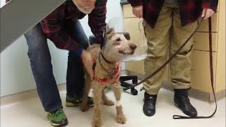 After This Blind Dog Got Surgery To See Again, His Adorable Reaction Touched 14 Million Hearts