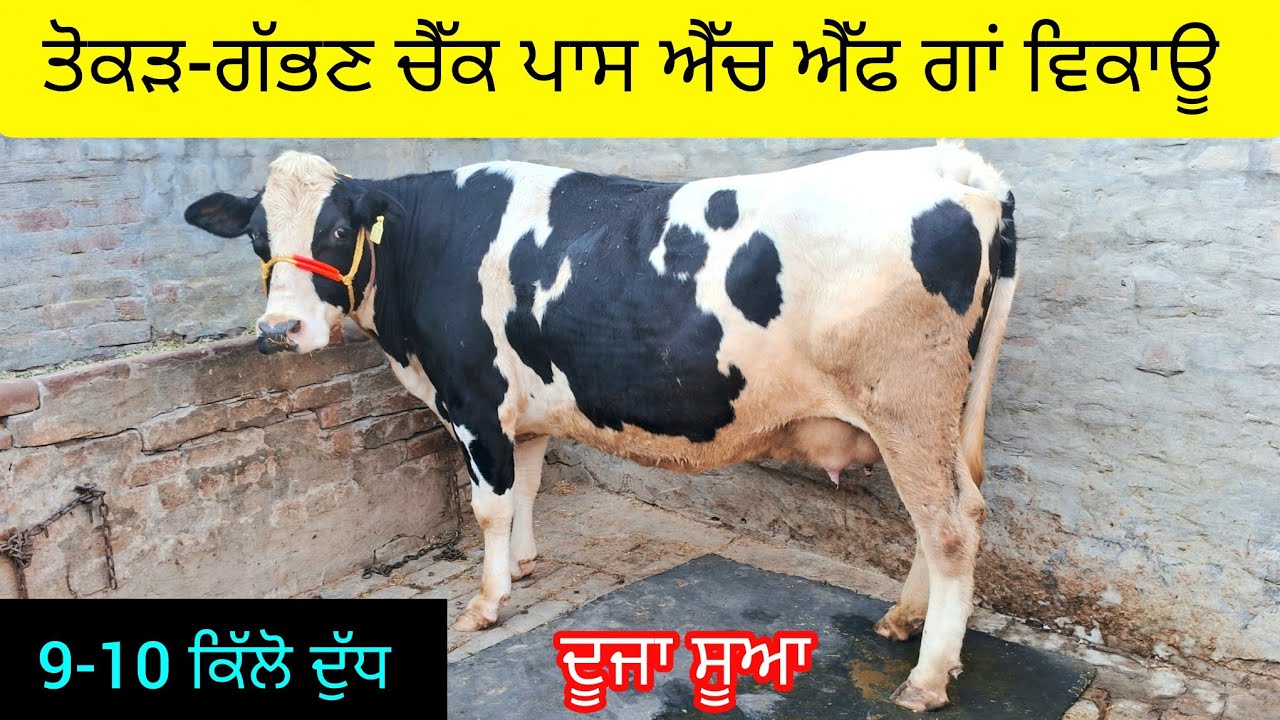 ਤੋਕੜ-ਗੱਭਣ ਚੈੱਕ ਪਾਸ ਐੱਚ ਐੱਫ ਗਾਂ ਵਿਕਾਊ  62806-12633  tokad gabhan check pass hf cow sale.  