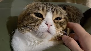 毎朝ママを起こしてくれる可愛いお餅の妖精【パパ猫&子猫】