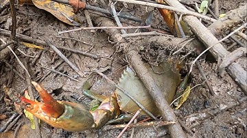 MỘT NGÀY ĐI BẮT CUA TRÚNG MÁNH | ONE DAY, GO TO CATCH CRABS AND HIT THE TRICK