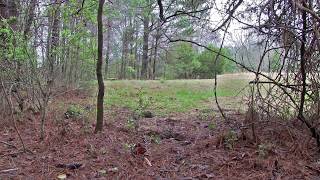 Georgia Turkey Hunt: Triple Beard for Joe