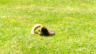 Squirrel vs. mink.