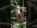 The Voice of Deception Secrets of the Plaintive Cuckoo #wildlife #animals #shorts