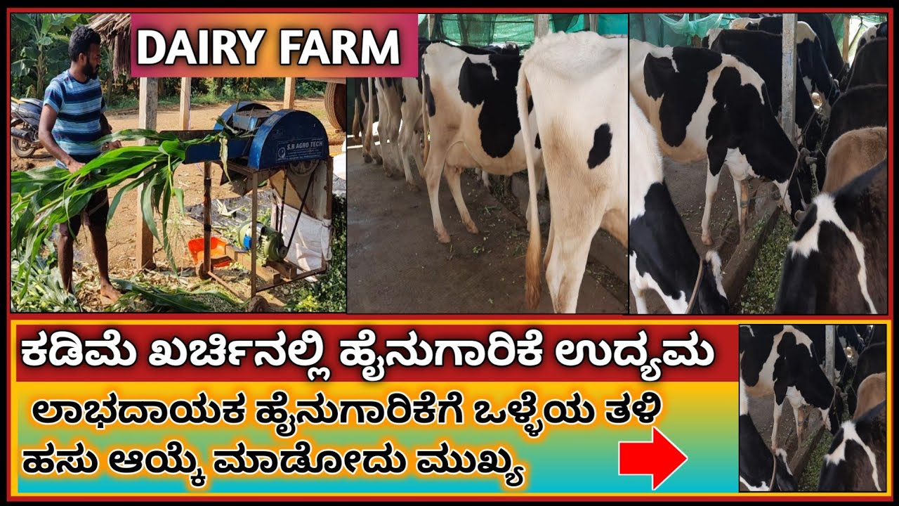 ಹೈನುಗಾರಿಕೆಗೆ ಅನುಭವ ಮುಖ್ಯ ಕಡಿಮೆ ಖರ್ಚಿನಲ್ಲಿ ಹೆಚ್ಚು ಲಾಭ | Hf cow Farming | Invest Less Get More Dairy