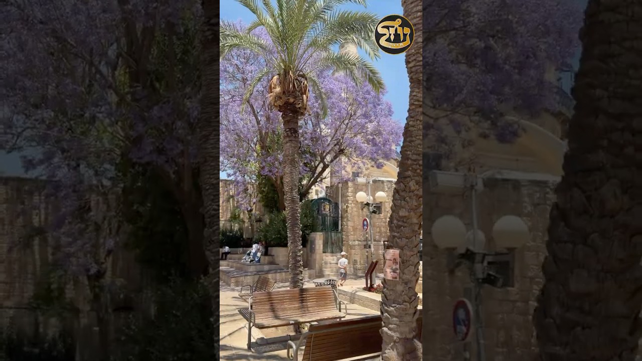 #Paracha #Korah - La puissance de la Techouva - Rav Dagani Cohen #torah #chabbat #jerusalem #kotel