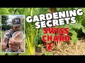 Winter Gardening Secrets Revealed: Planting Swiss Chard for Year-Round Harvests!