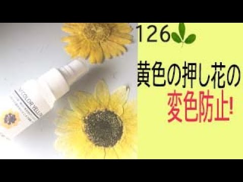 黄色の押し花の色抜けと変色防止 押し花に綺麗に仕上がるけど すぐに色が抜けてしまう黄色のお花 色抜けせず 鮮やかな色を戻す方法 Youtube