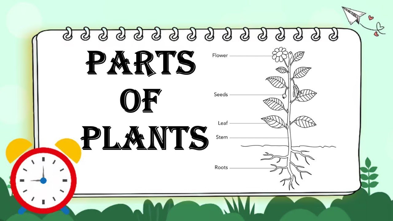 PPT ON PARTS OF PLANT / parts of plant / parts of plants / parts of plant class 6 / explain parts of
