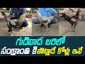 Sankranthi Pandem Kollu 2023 || సంక్రాంతి పందెం కోళ్లు || Jathi Kolla Pempakam Success Story ||