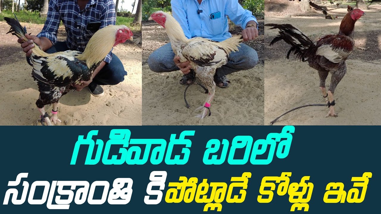 Sankranthi Pandem Kollu 2023 || సంక్రాంతి పందెం కోళ్లు || Jathi Kolla Pempakam Success Story ||