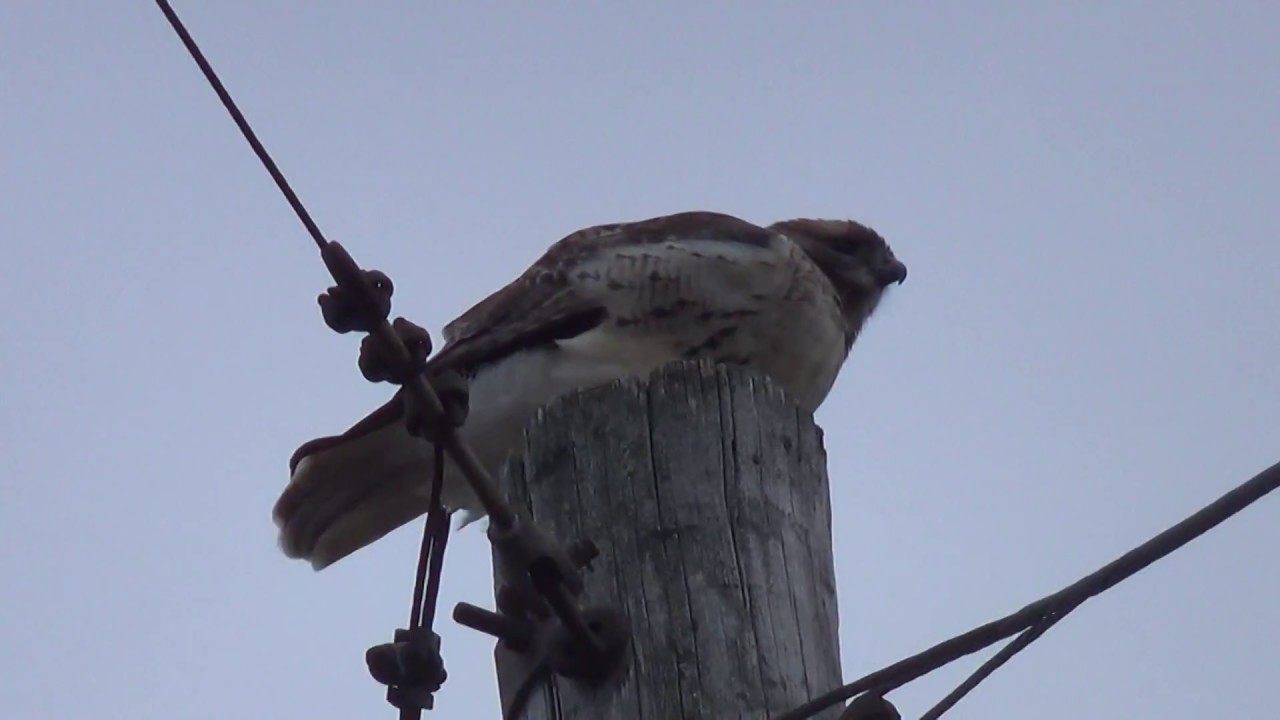 Red tailed hawk/Buse a queue rousse