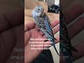 Donas, aves y ejercicio del día! #ejercicio #aves #donuts #fé #travelvlog