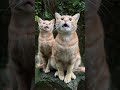 Egg Roll: Come on! I want to eat snacks while the black-bone chickens are eating. Let’s go down q...