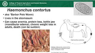 Sheep and Goat Internal Parasites (Who are the players?)