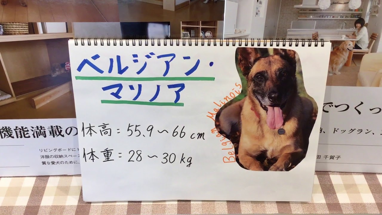 ベルジアン マリノア 犬 住宅 リフォーム 東京都 世田谷区 宮の坂 Youtube