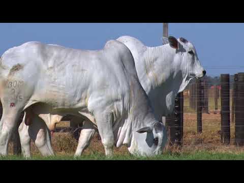 LOTE 126 | 41º MEGA LEILÃO ANUAL CARPA - TOUROS