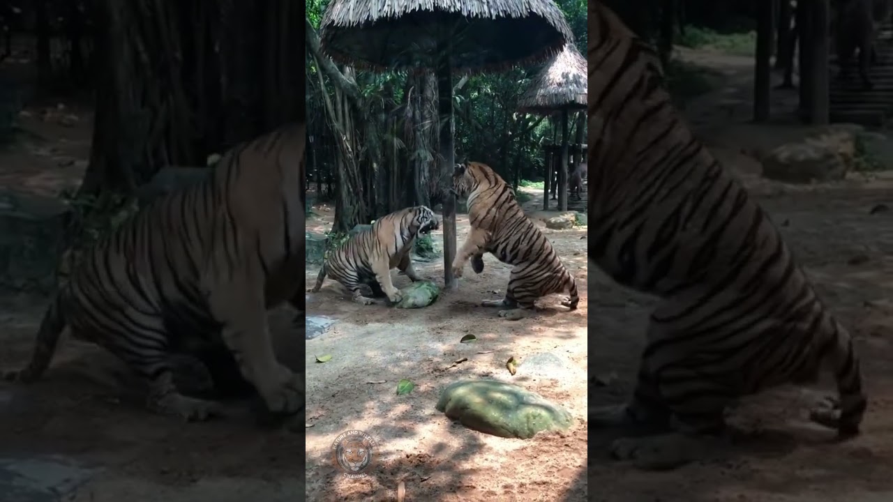 #TigerSanctuary