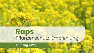 Raps 2026 – Insektizid- & Fungizidstrategie | Pflanzenschutz Beratung