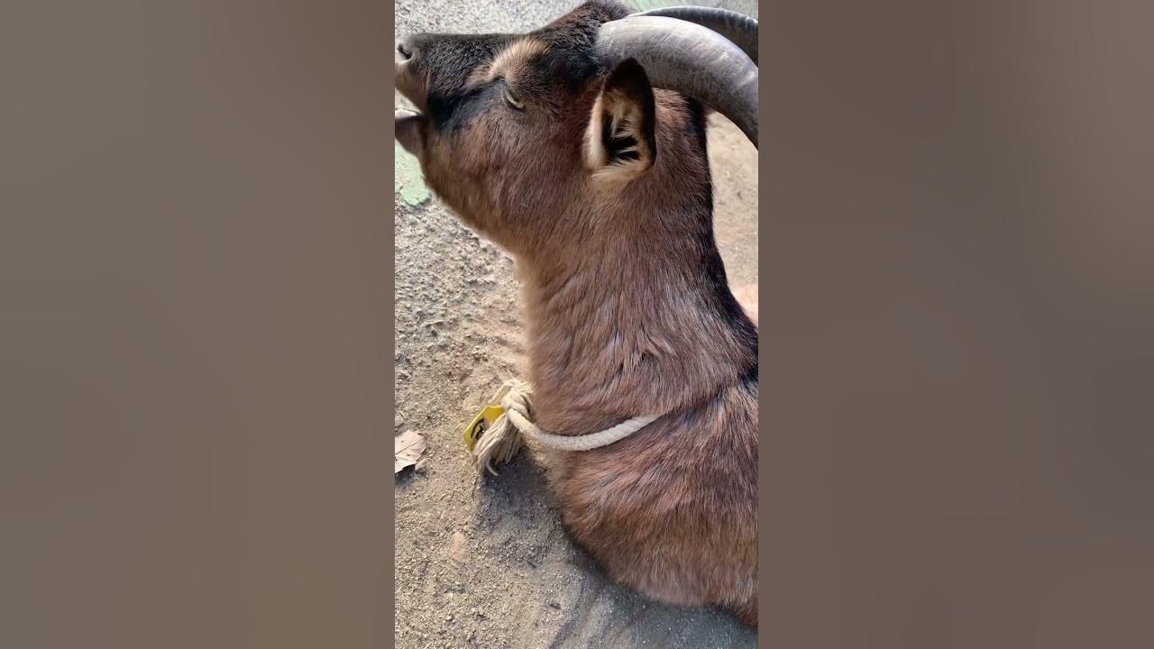 ヤギが反芻する瞬間 ruminating goat🐐 YouTube