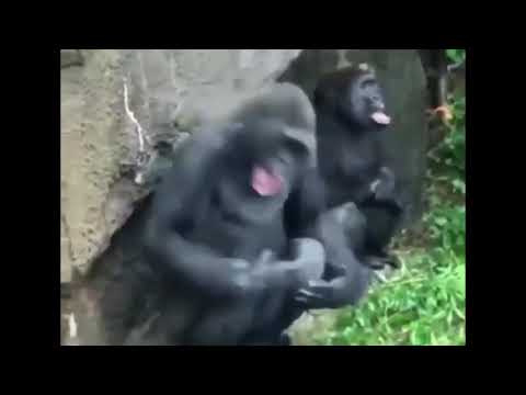 These monkys literally go BANANAS