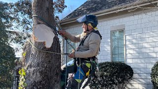 Cortando un árbol con seguridad