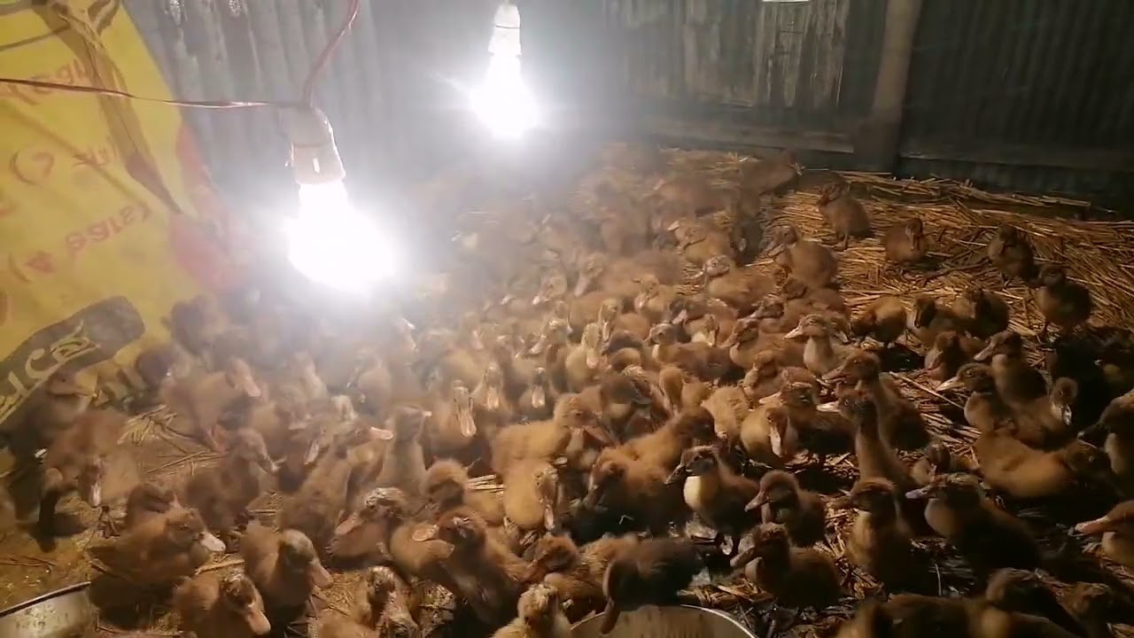 Duck farming 🦆🦆😭😭😭😭