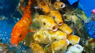 relaxing soft sounds Top 10 colourful fish with nature sounds to relax body and mind screenshot 4
