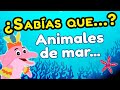 ¿Sabías qué? | Animales marinos 🐳🐙 🐬 | Happy Happy