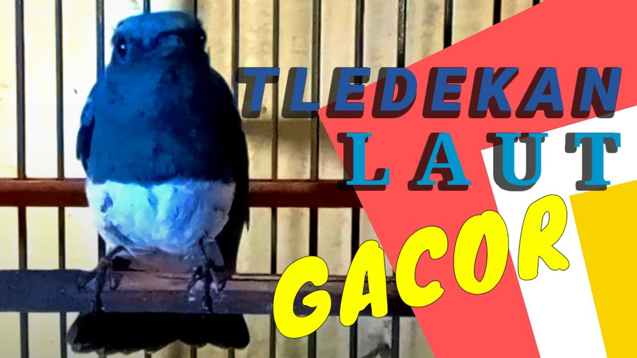 tledekan laut gacor full Isian