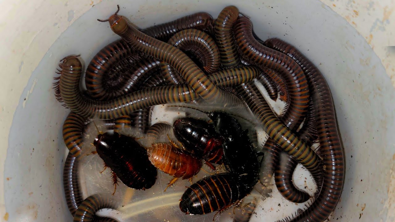 Release Insert After Catch It Go Back To Natural Have Millipede ...