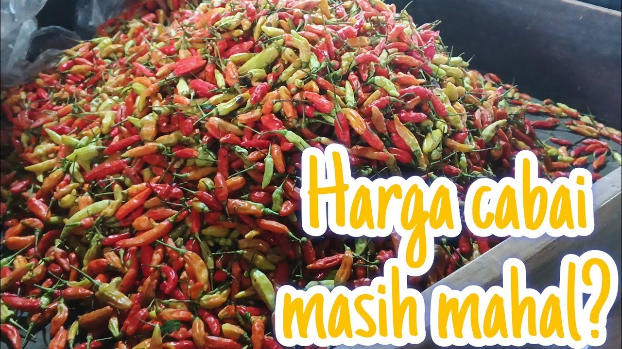 Cabe rawit masih di standar belum ada kanaikan lagi update harga terbaru sayur induk ngronggo kediri