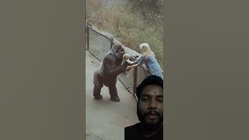 Gorilla Ne Bachche ko Pyaar Se Uthaya 😱❤️ #gorilla #shortvideo #shortsfeed #shorts #youtubeshorts