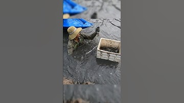 Crayfish vietnamese | Cách bắt tôm CÀNG XANH cực dễ Ở MIỀN TÂY #tomcanhxanh #crayfish