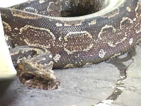 BOA ENCONTRADA EN UNA PLAZA DEL BARRIO SAN PEDRITO...