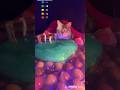 猫と激伸びスライム Cat water slime asmr