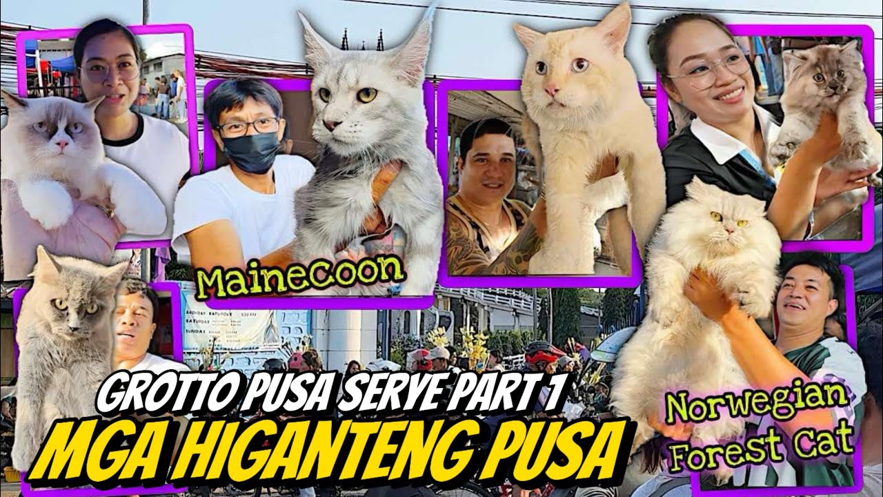 LABASAN MGA MAINE COON | GROTTO PUSA SERYE PART 1 | APRIL 13, 2025