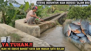 BRUTAL.!! MANCING SEHABIS HUJAN IKANNYA SEGANAS INI || STRIKE IKAN BAWAL BERGIGI TAJAM BERKALI-KALI